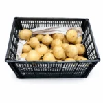Jicama 37LB
