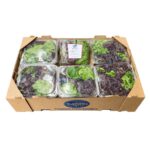 Lechuga Artisan 6x4 / Lettuce Artisan 6x4