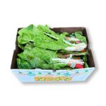 Swiss Chard Rainbow 1Dozen