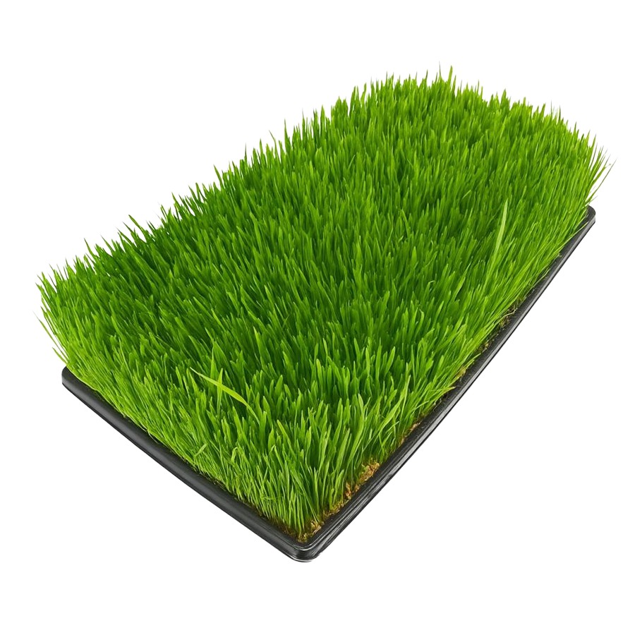Wheat Grass 12x10