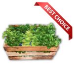 Cilantro 60ct Mexico
