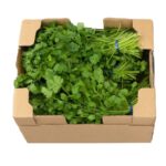 Cilantro 30ct Mexico