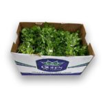 Perejil Italiano 60ct / Parsley Italian 60ct