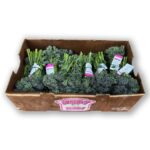 Broccolini 18ct
