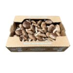 Hongo Shiitake 3LB/ Mushroom Shiitake 3LB