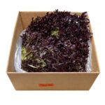 Lechuga Baby Lollo Rossa 2.5LB / Baby Lollo Rossa Lettuce 2.5LB