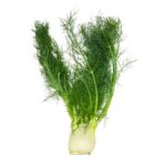 Fennel ea