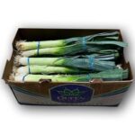 Ajo Porro Caja 12ct / Leek 12ct