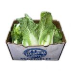 Col China 30ct / Cabbage Napa 30ct